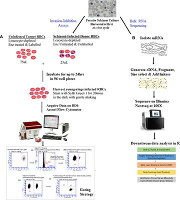 Transcriptome analysis reveals molecular targets of erythrocyte invasion phenotype diversity in natural Plasmodium falciparum isolates from Cameroon